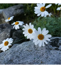 A kamillatea: a nyugalom és gyógyulás természetes forrása