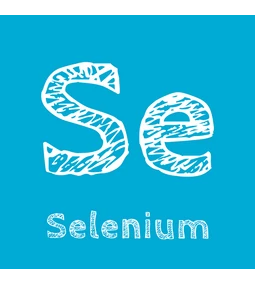 Szelén – a pajzsmirigy és az immunrendszer nyomeleme